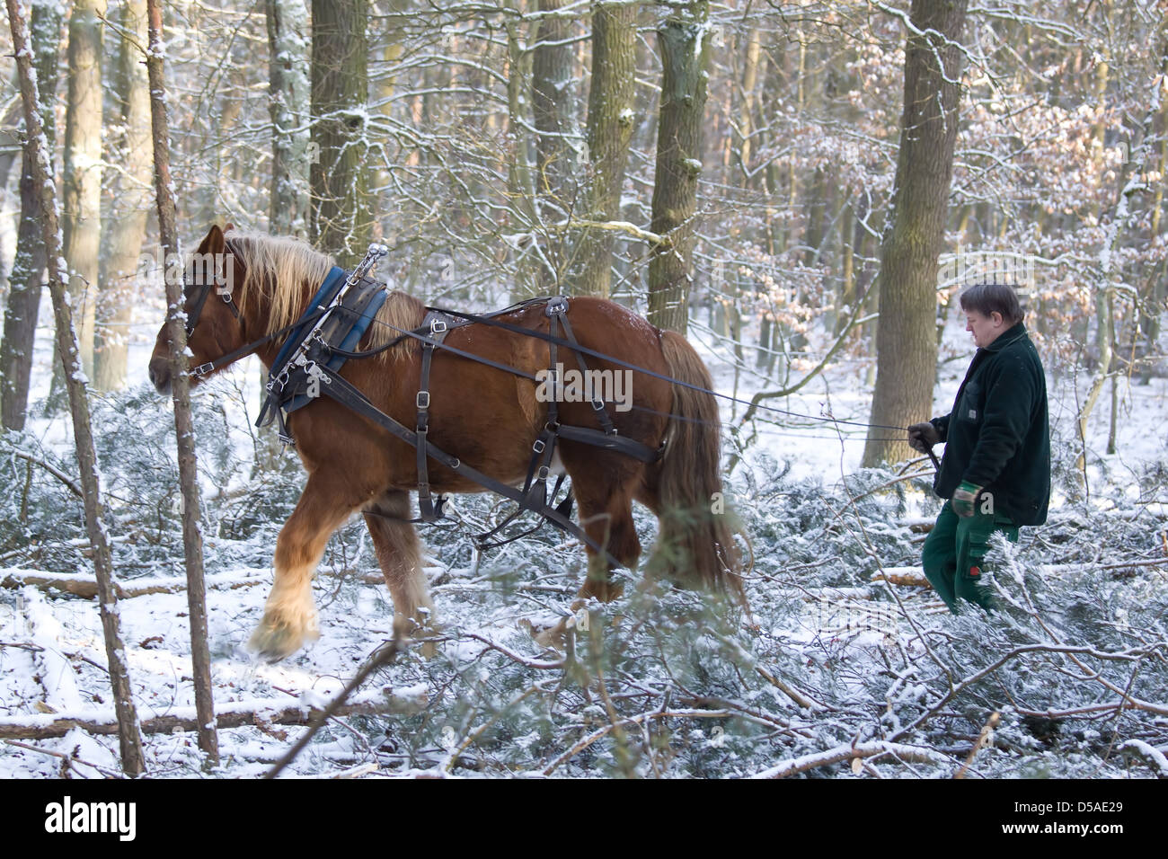 Berlin, Deutschland, das "Arbeitspferd" der Berliner Wälder in Entfernung von gefällten Bäumen Stockfoto