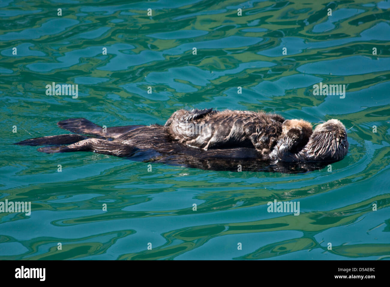 Eine Mutter pup Sea Otter Schwimmen mit ihr auf der Brust am Fishermans Wharf in Monterey, Kalifornien. Stockfoto
