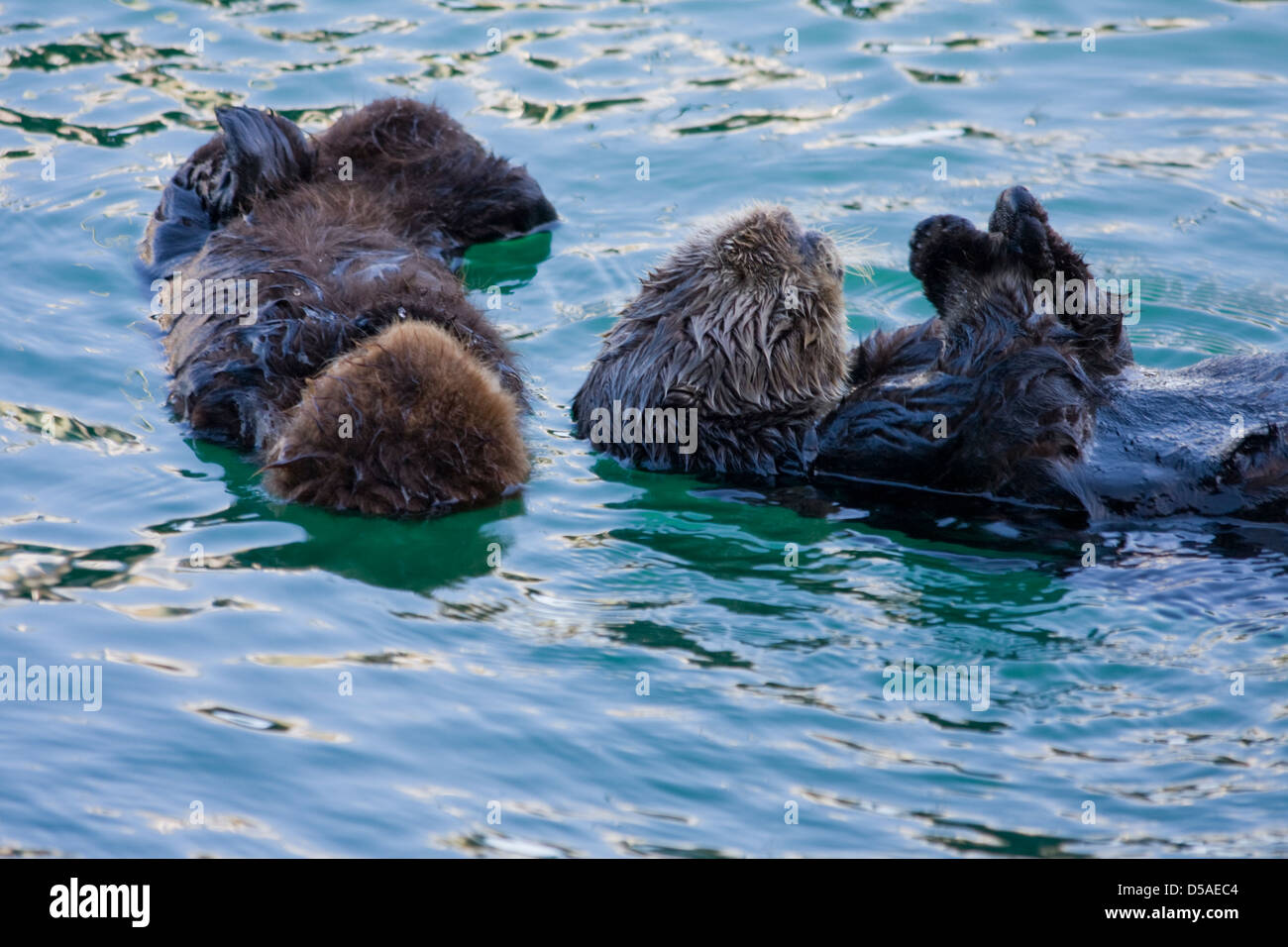 Eine Mutter schwebt Sea Otter Pflege selbst während ihrer schlafenden Welpen in der Nähe. Stockfoto