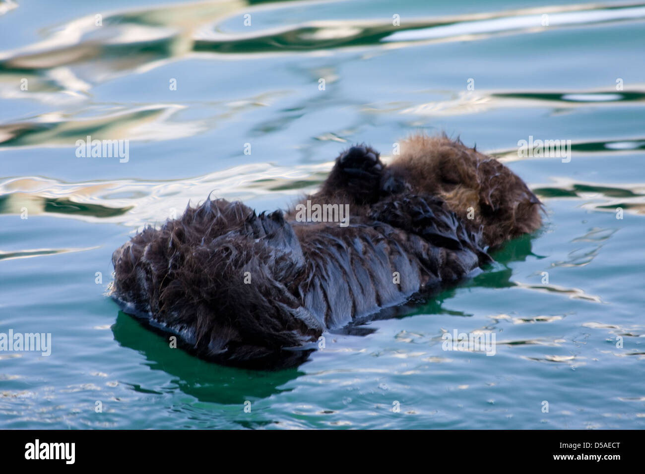 Ein schlafendes Kind Bräutigam Sea Otter schwebend im Wasser während seine Mutter sich in der Nähe. Stockfoto