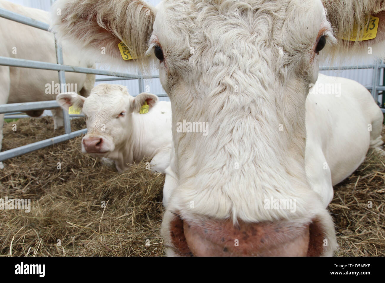 Rendsburg, Deutschland, Tier-Show bei der landwirtschaftlichen Messe Norla Stockfoto