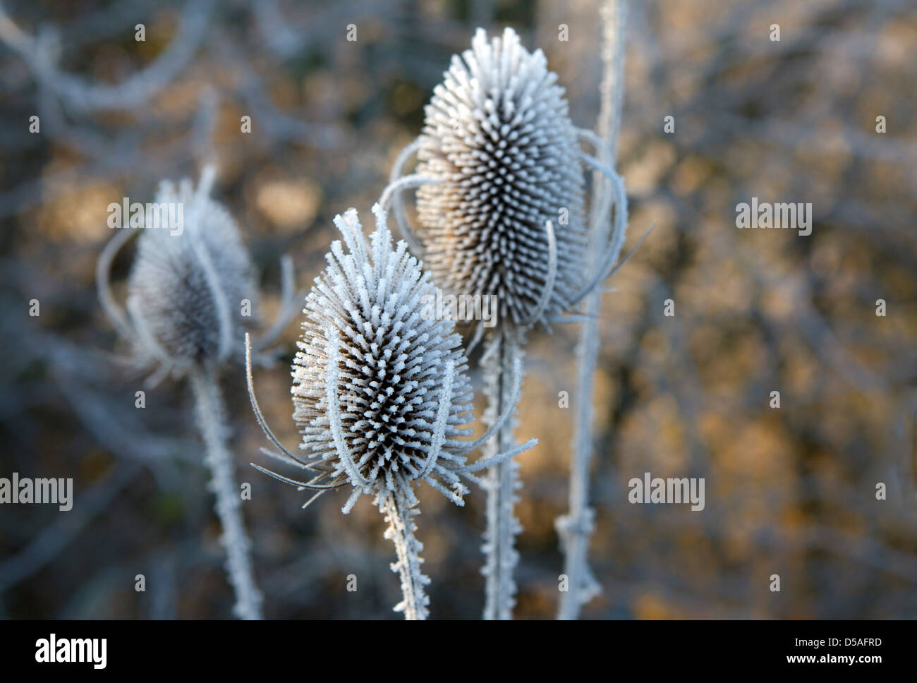 Frostigen Karde seedheads Stockfoto