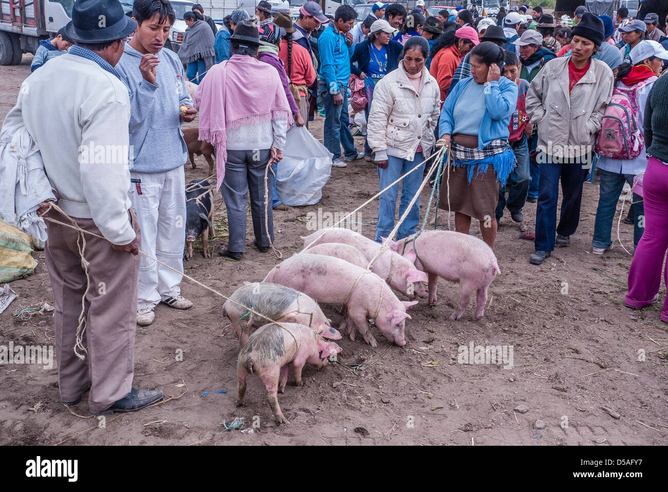 Alle Schweine An Der Leine Machen Bäh www.alamy.de