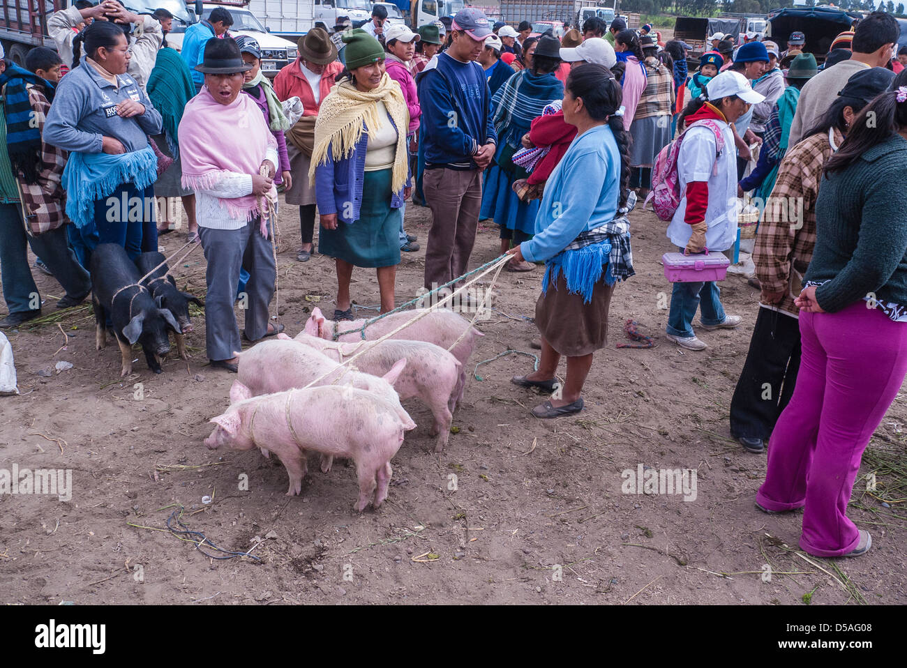 Alle Schweine An Der Leine Machen Bäh www.alamy.de