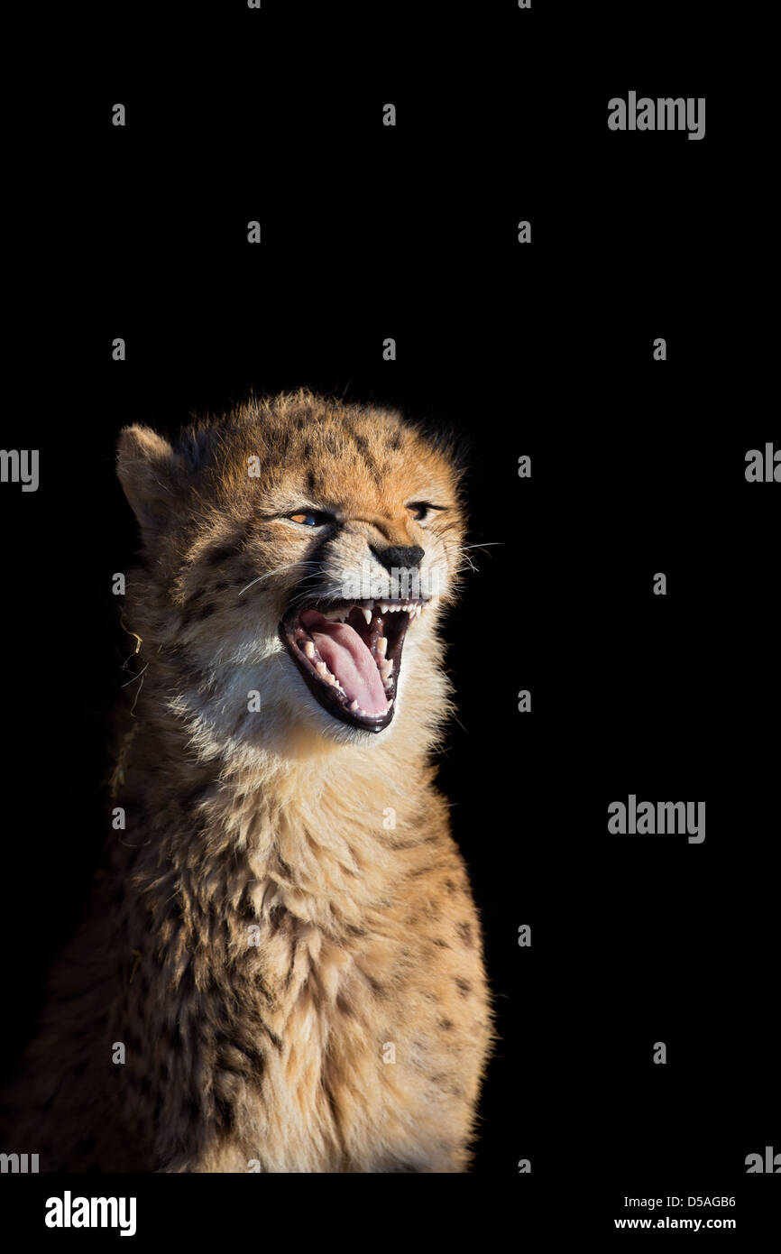 Eine Nahaufnahme der Cub Cheetah (Acinonyx Jubatus) zeigt Zähne, schwarzer Hintergrund, Whipsnade Zoo, UK Stockfoto