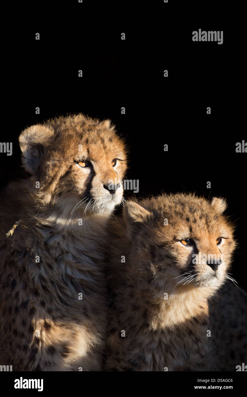 Nahaufnahme der beiden jungen Geparden (Acinonyx Jubatus) zeigt Zähne, schwarzer Hintergrund, Whipsnade Zoo, UK Stockfoto