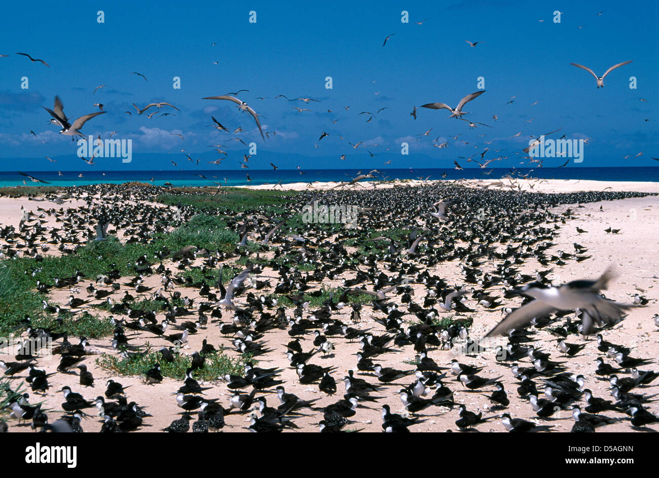 Seevögel nisten Michaelmas Cay marine National park Great Barrier Reef-Queensland-Australien Stockfoto