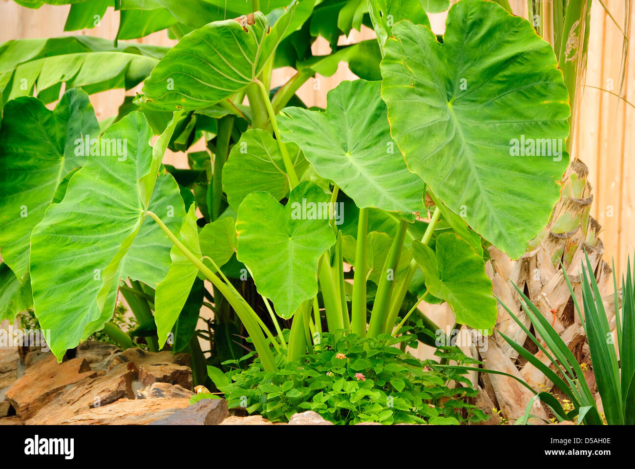 Elefanten Ohr Pflanze wächst in einem tropischen Garten. Stockfoto