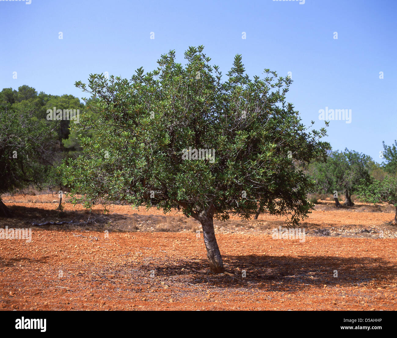 Olivenbaum in ibiza -Fotos und -Bildmaterial in hoher Auflsung  Alamy