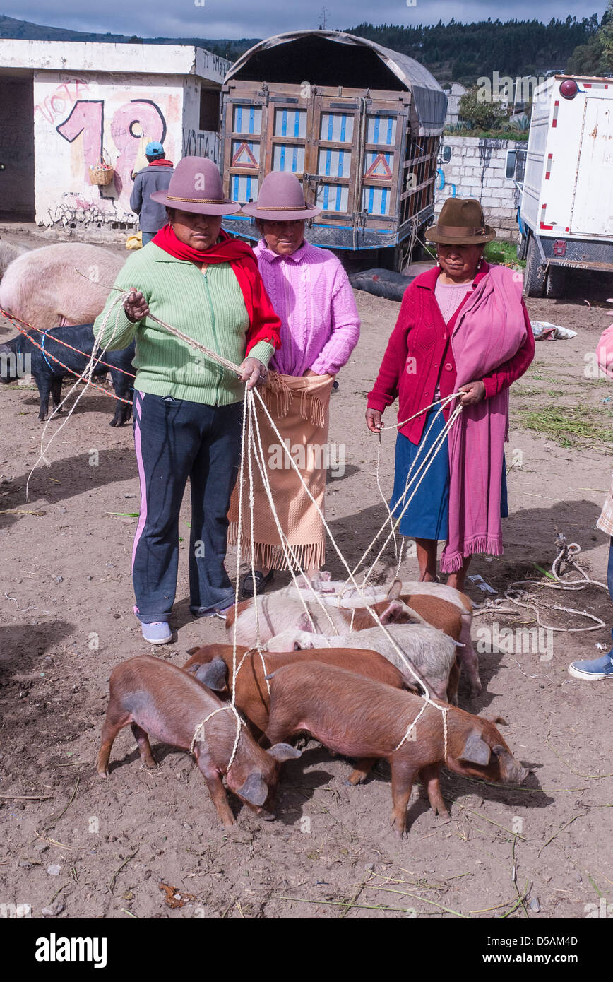 Markt schweine -Fotos und -Bildmaterial in hoher Auflösung – Alamy