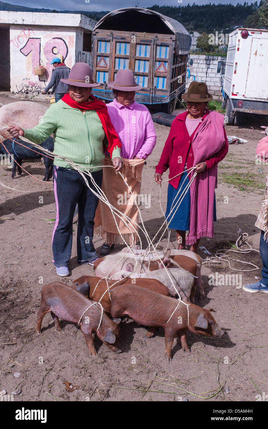 Markt schweine -Fotos und -Bildmaterial in hoher Auflösung – Alamy