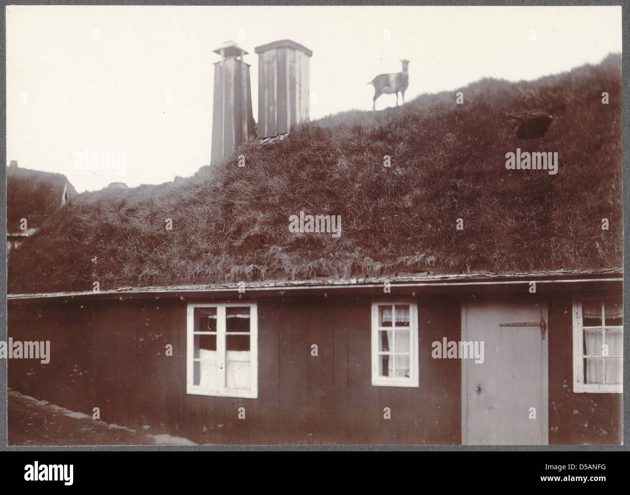 Tórshavn. Ziege auf Haus Top. Stockfoto
