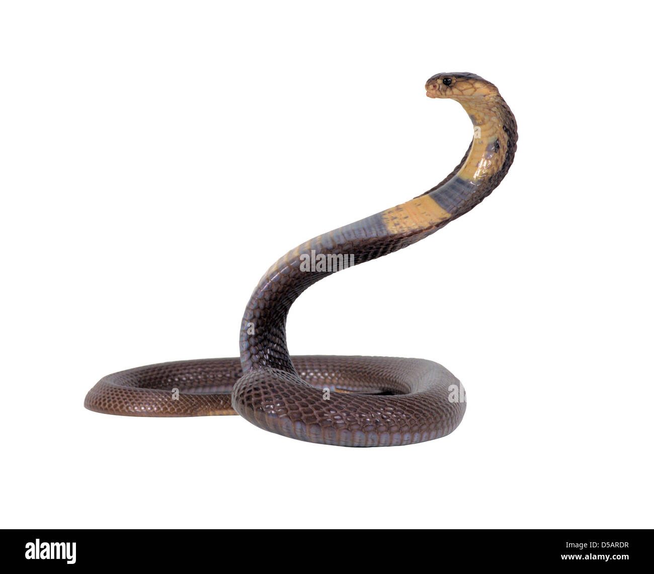 Kobra Schlange Stockfoto