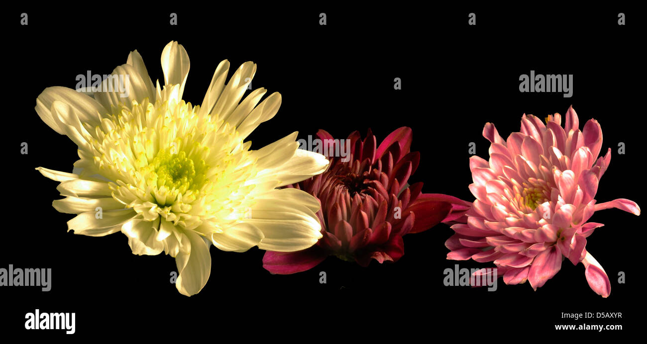 WEISS ROT UND ROSA BLUMEN Stockfoto