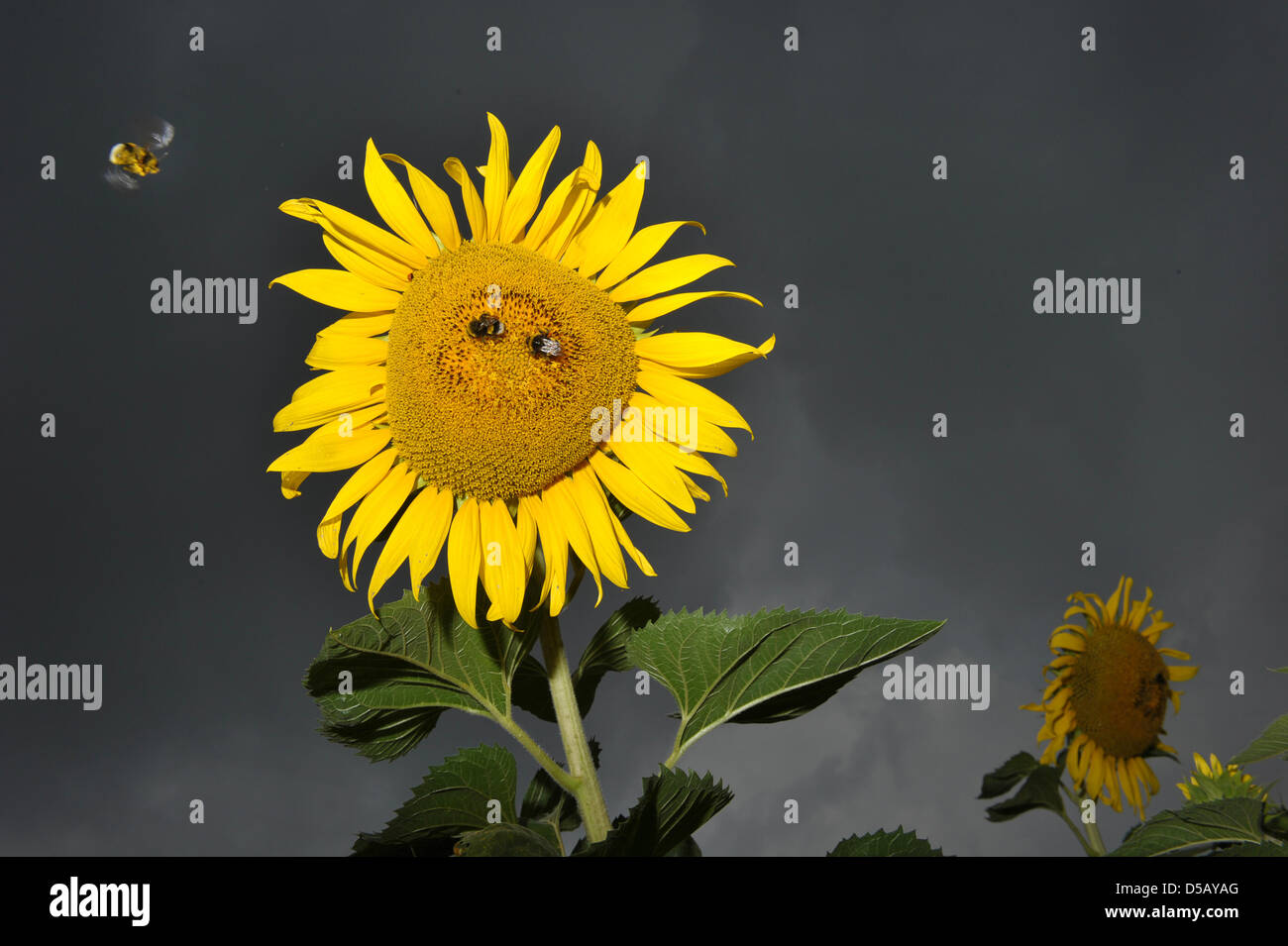 Hummeln sammeln Nektar aus einer Sonnenblume in Bamberg, Deutschland, 26. Juli 2010. U.u. Bedingungen sind für die kommenden Tage prognostiziert. Foto: DAVID EBENER Stockfoto