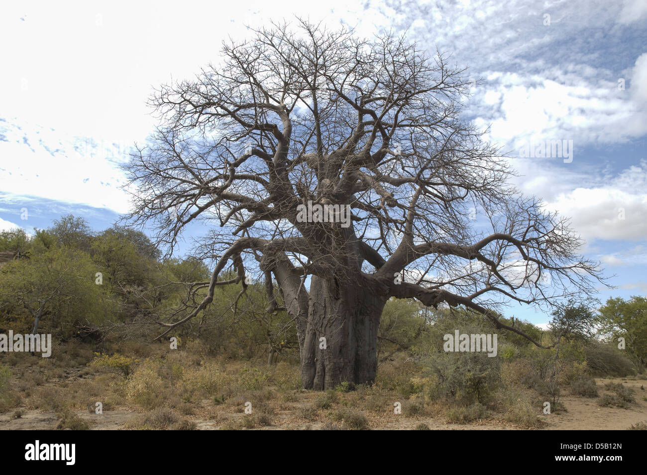 Afrika, Tansania, Lake Eyasi Nationalpark Baobab-Baum Stockfoto