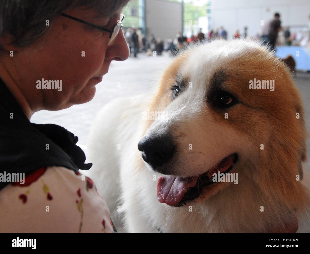 Der Pyrenäen-Berghund und seinen Besitzer übergeben die Wartezeit bis zu ihrem Auftritt am 2. Stammbaum der internationalen Hundeausstellung "Bremen bellt" auf dem Messegelände in Bremen, Deutschland, 31. Juli 2010. 4.000 Züchter aus 20 Ländern nehmen an der Ausstellung mit 5.000 Hunde. Foto: INGO WAGNER Stockfoto