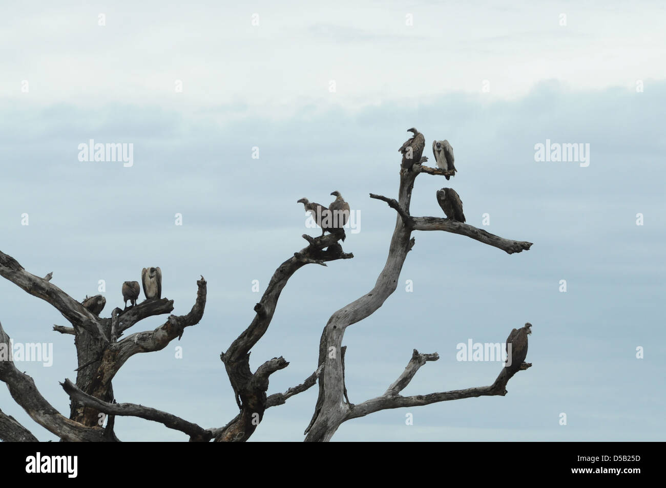 Afrika, Tansania, Serengeti Nationalpark geschlottert konfrontiert Geier oder Nubian Geier (Torgos Tracheliotus) auf ein toter Baum Stockfoto