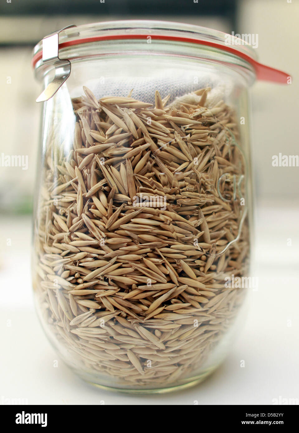 Hafer-Keime werden in einem Glas auf ein naturwissenschaftliches Labor der Firma SunGene GmbH in Gatersleben, Deutschland 5. August 2010 gespeichert. SunGene ist eine Tochtergesellschaft der BASF Plant Science, Pflanze-Biotechnologie-Unternehmen der BASF. Sungene Forschung für Projekte in den Bereichen Pflanzentransformation, Charakterisierung von gentechnisch veränderten Pflanzen, Qualitätsprüfung und Bioinformatik Vertrag. P Stockfoto