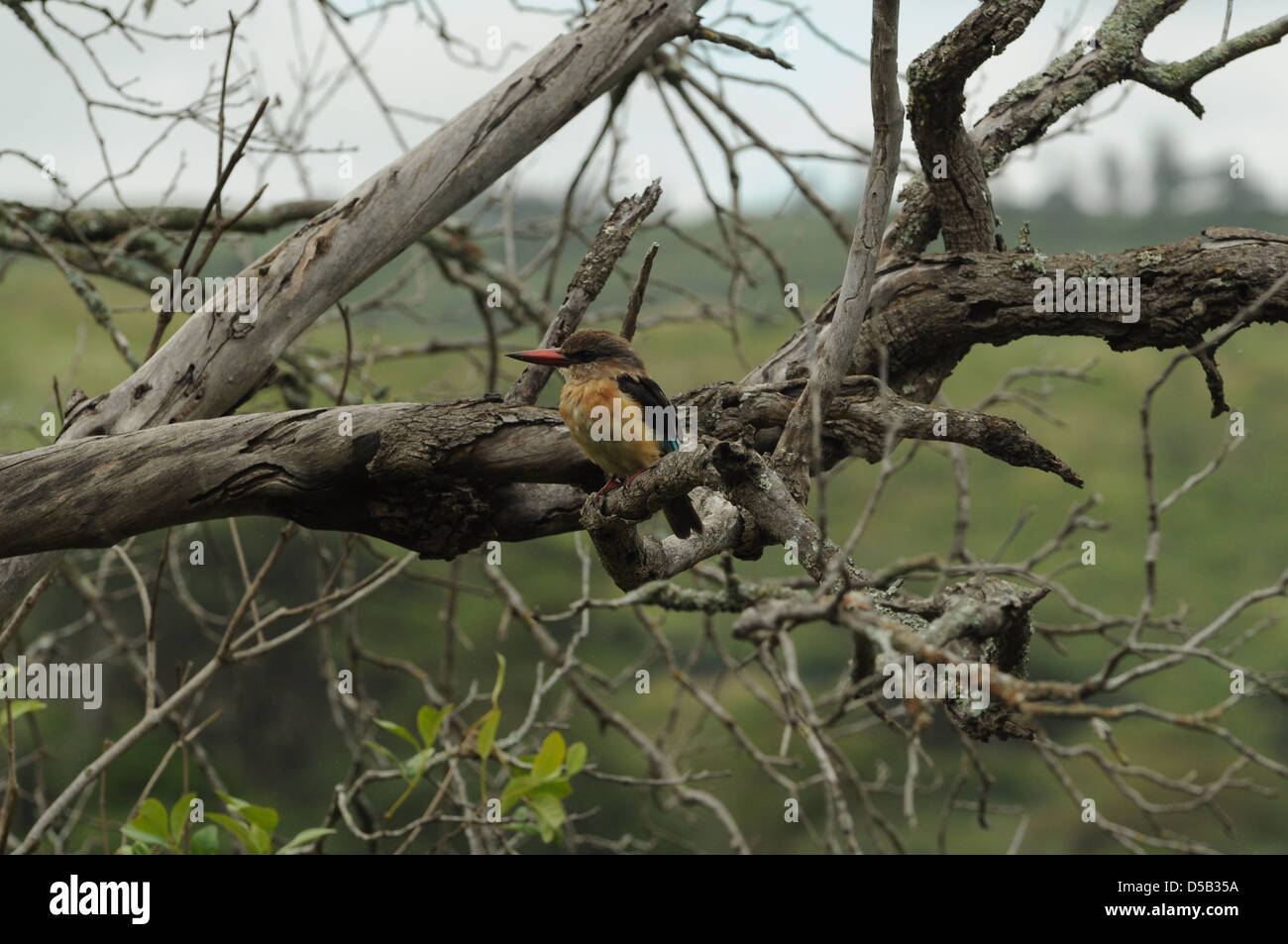 Braun mit Kapuze Kingfisher (Halcyon Albiventris) Bilder aus dem Monat in Tansania Stockfoto