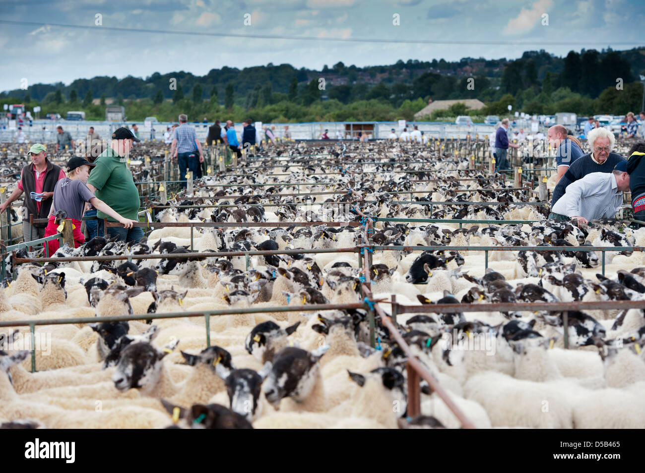Käufer und Verkäufer, die Stifte von Schafen auf der Messe Thame Schafe zu betrachten. Stockfoto
