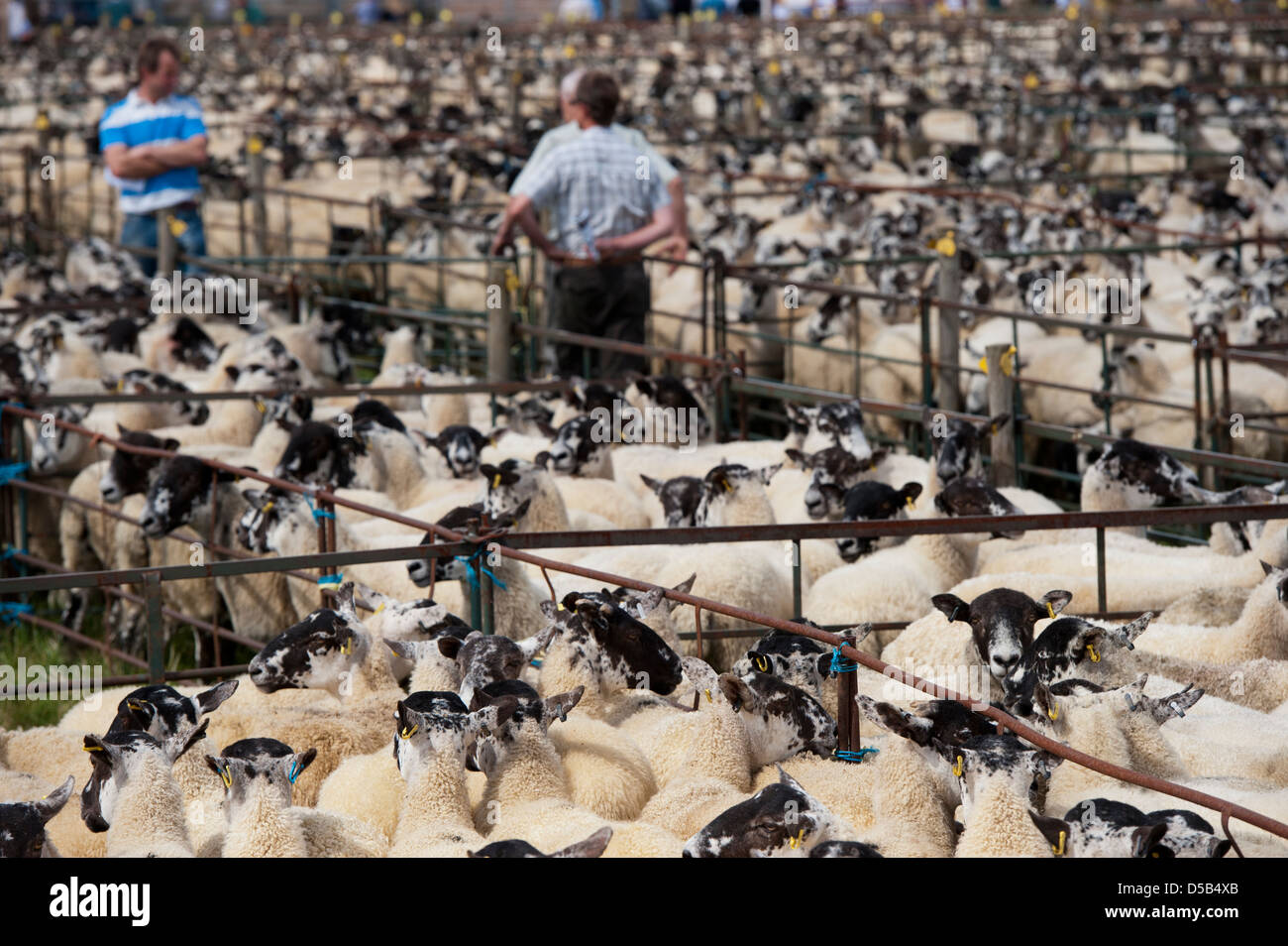 Stifte von Mule Mutterschafen bei Thame Schafe Messe 2012 Stockfoto