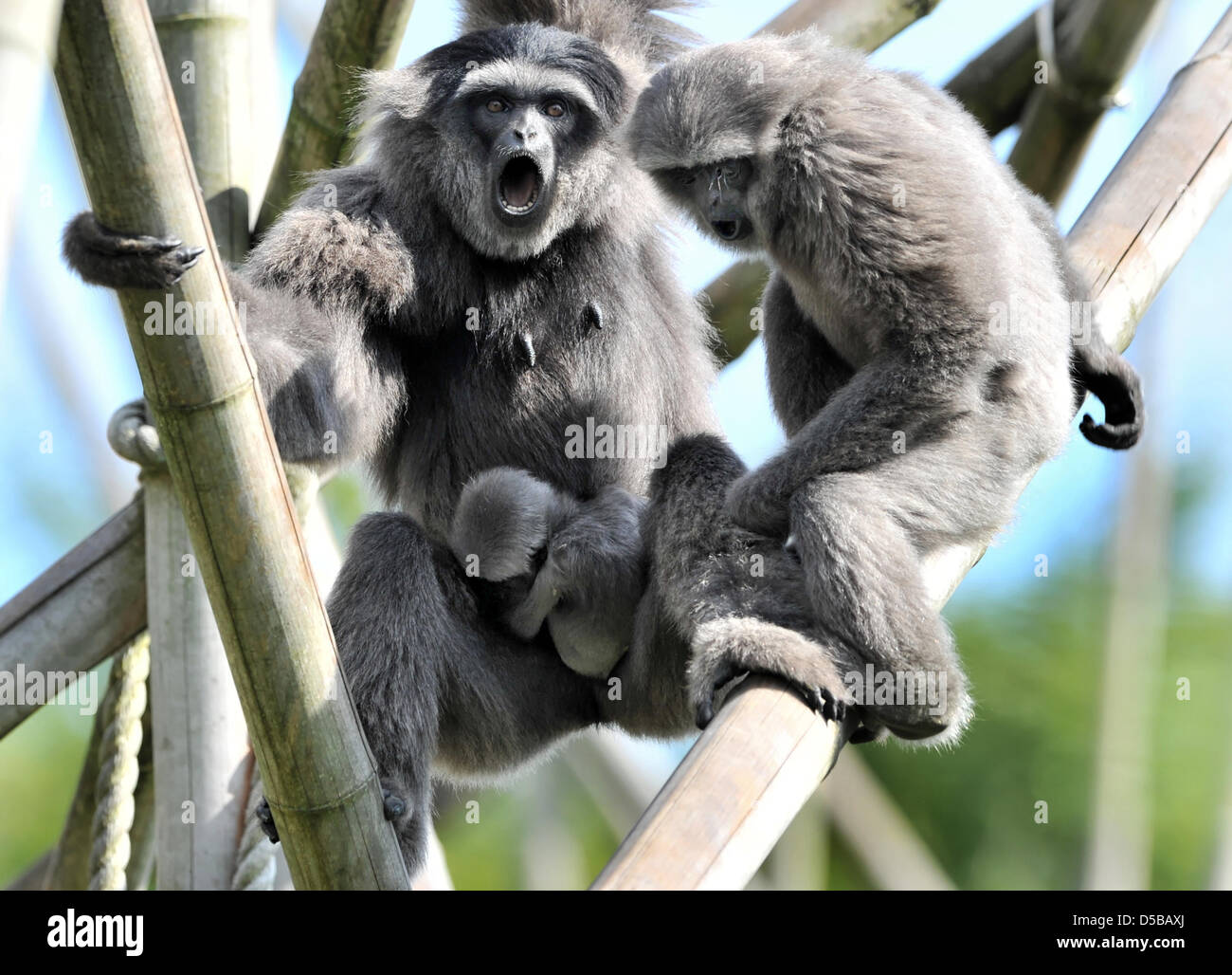 Weibliche silbrig Gibbon "Pam" (L) trägt seinen Neugeborenen "Kim", geboren am 29. Juni 2010, im Zoo Hellabrunn München, 20. August 2010. Foto: PETER KNEFFEL Stockfoto