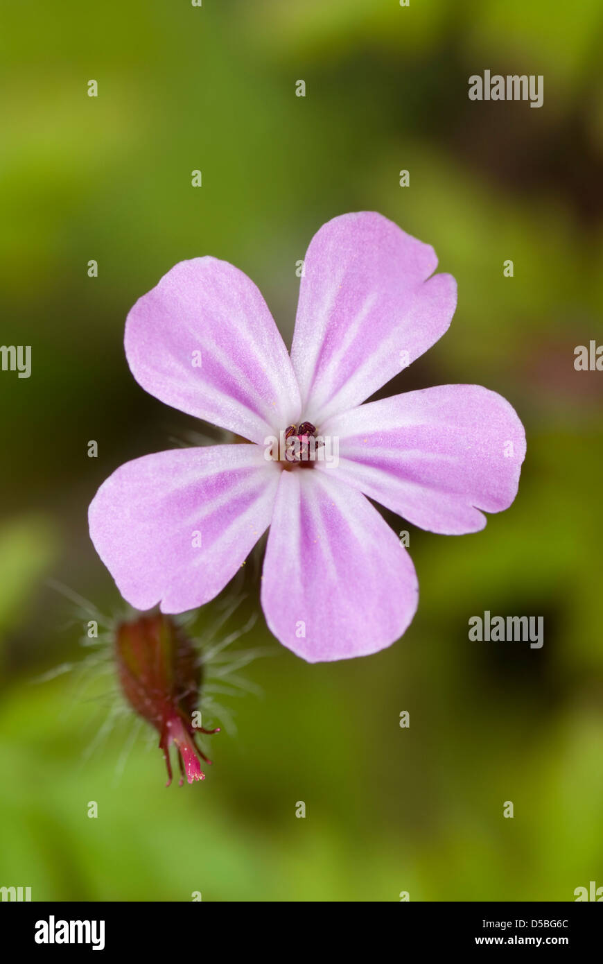 kleine rosa einzelne Blume auf grünem Hintergrund Stockfoto