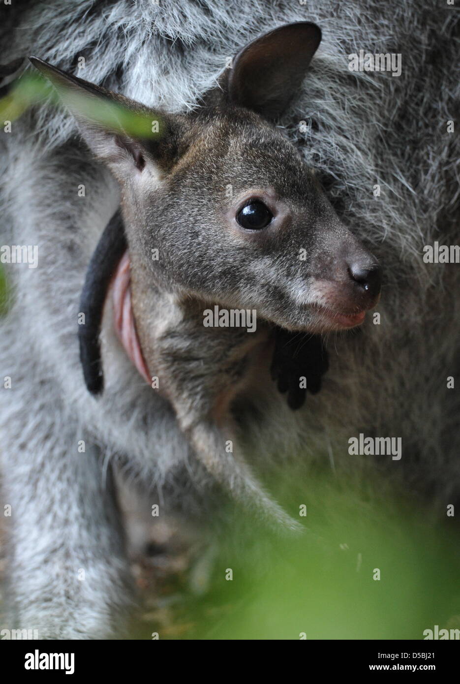 Ein Bennetts Baumkänguru Baby lugt aus dem Beutel seiner Mutter im Zoo in Hannover, 1. September 2010. Das gewachsene Känguru in der Regel misst etwa einen Meter und kann sogar bei minus Grad überleben. In den letzten regnerischen Tagen hat das Baby es vorgezogen, in der Mütter-Beutel bleiben, obwohl es es langsam entwachsen ist. Foto: JOECHEN LUEBKE Stockfoto