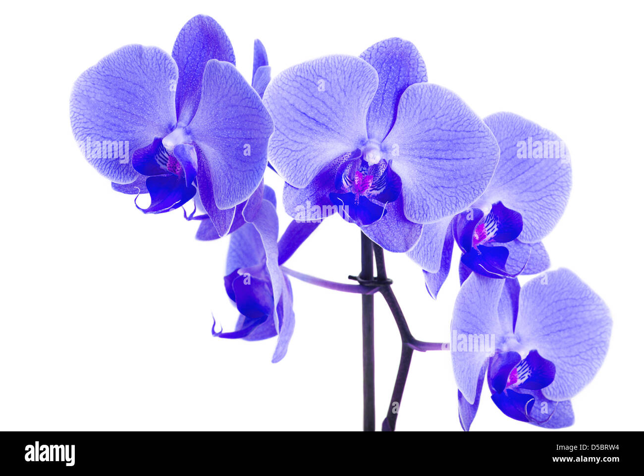 Wunderschöne blaue Orchidee isoliert auf weißem Hintergrund Stockfoto