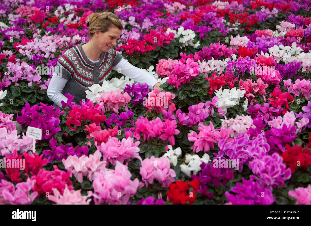 Blumengeschäft Kathrin Herlein aus der Baumschule Heinrich steht in der Mitte Uncoutable blühenden Alpenveilchen in einem Gewächshaus in Lindenberg, Deutschland, 20. Januar 2010. In Berlin und Brandenburg hat die Sonne nicht für 15 Tage schien. Laut Meterologists ist dies die längste Zeit seit 1964. Foto: Patrick Pleul Stockfoto