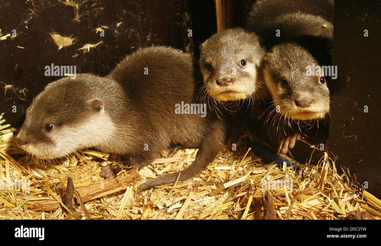 Der Nachwuchs Bei Den Kurzkrallenottern Erkundet bin Mittwoch (27.01.2010) Im Gehege des Sea Life in Oberhausen Neugierig Die Neue Welt. Sterben Sie Eltern Dusty Und Berry Hatten Vor Rund Zwei Monaten Fünf Fellbündel hat. Den Babys ist es Auf der Außenanlage Noch Zu Kalt, Weil Ihr Fell Noch Nicht Dichteinsatz McNeals ist, sterben Racker Bleiben Deswegen Lieber Im Molligwarmen Otterhaus.   Foto: Rola Stockfoto