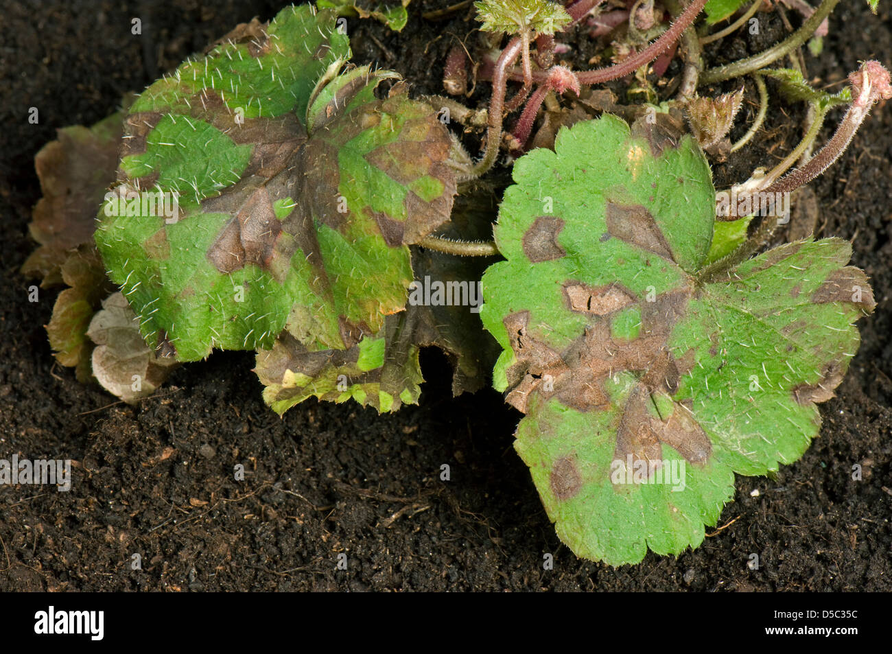 Blattdünger Nematoden, Aphelenchoides Spp, lässt eckige Blatt spotting auf eine ornamentale Anemone Pflanze Stockfoto