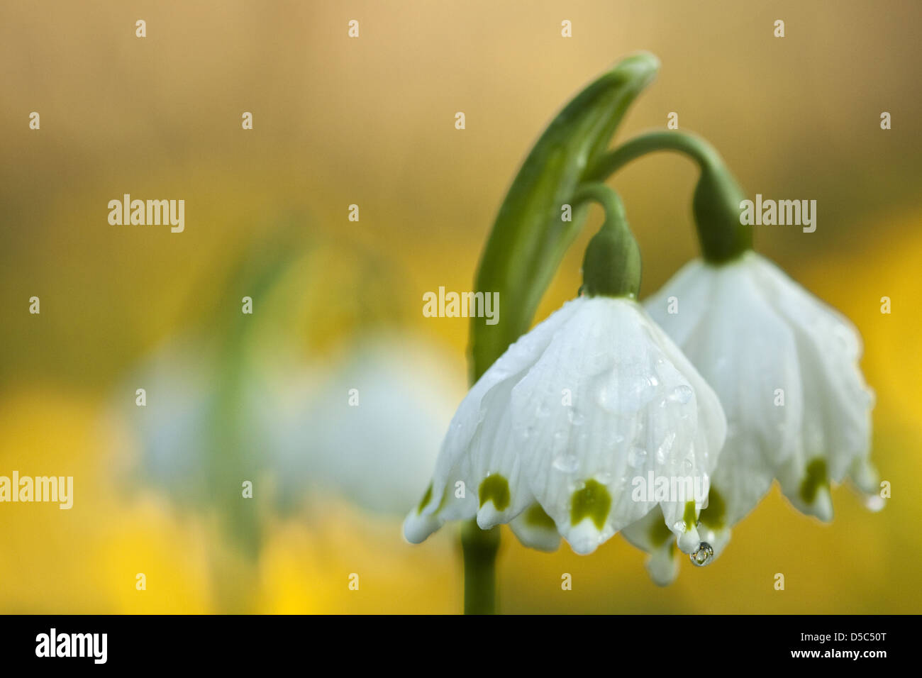 Frühling-Schneeflocken Stockfoto