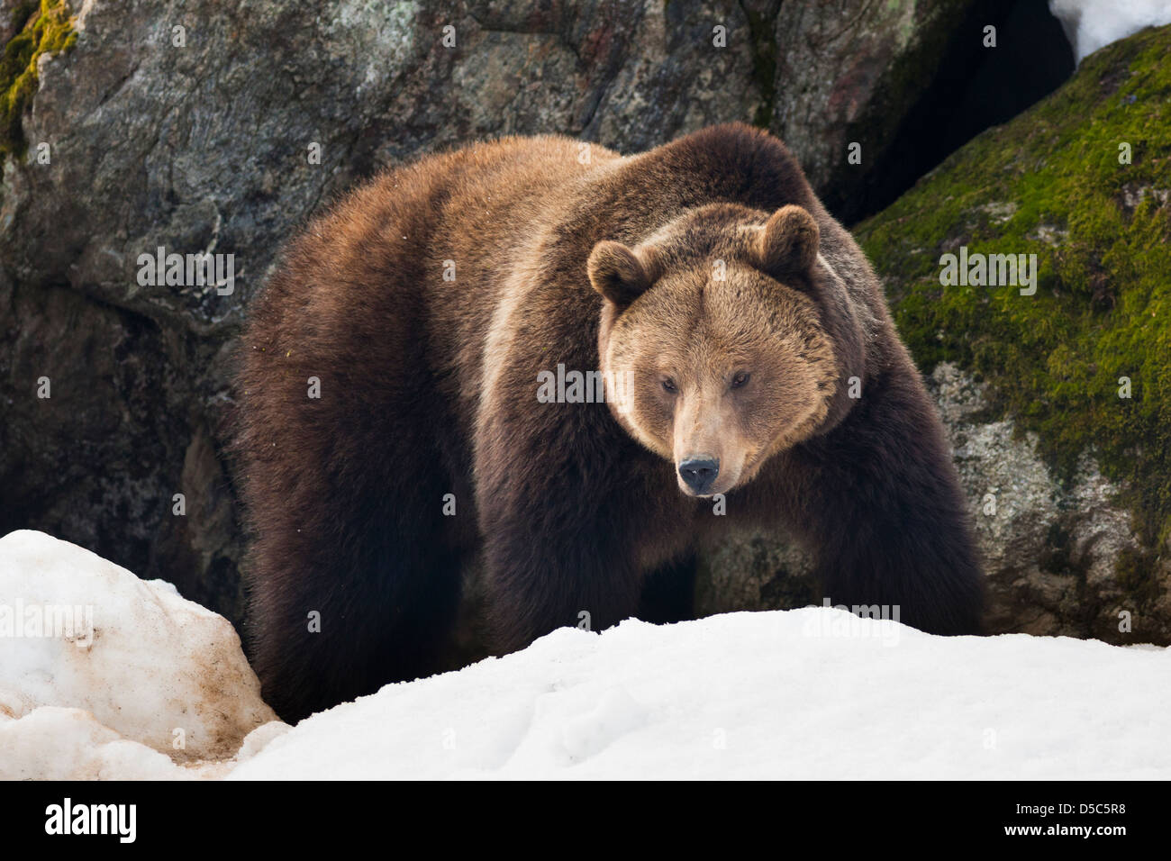 Weibliche europäischer Braunbär (Ursus Arctos Arctos) Räumlichkeiten in Wald, Nationalpark Bayerischer Wald, Deutschland. Stockfoto