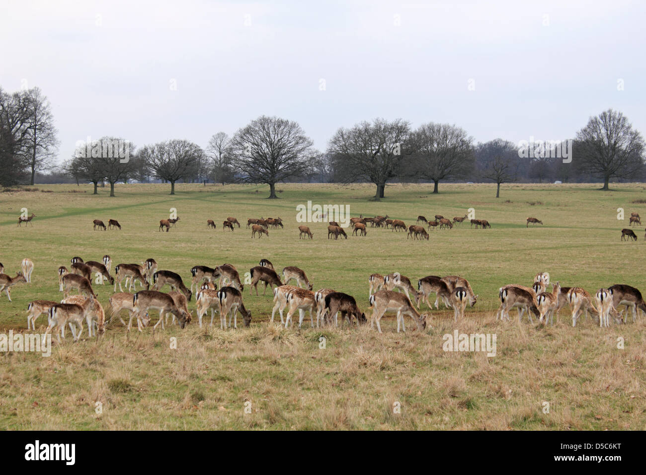 Richmond Park, England, Vereinigtes Königreich. 28. März 2013. Die Rehe grasen auf dem Rasen im Richmond Park, South West London. Die größte der königlichen Parks, es ist eine nationale Natur-Reserve, Londons größte Site of Special Scientific Interest und einer europäischen Special Area of Conservation. Stockfoto