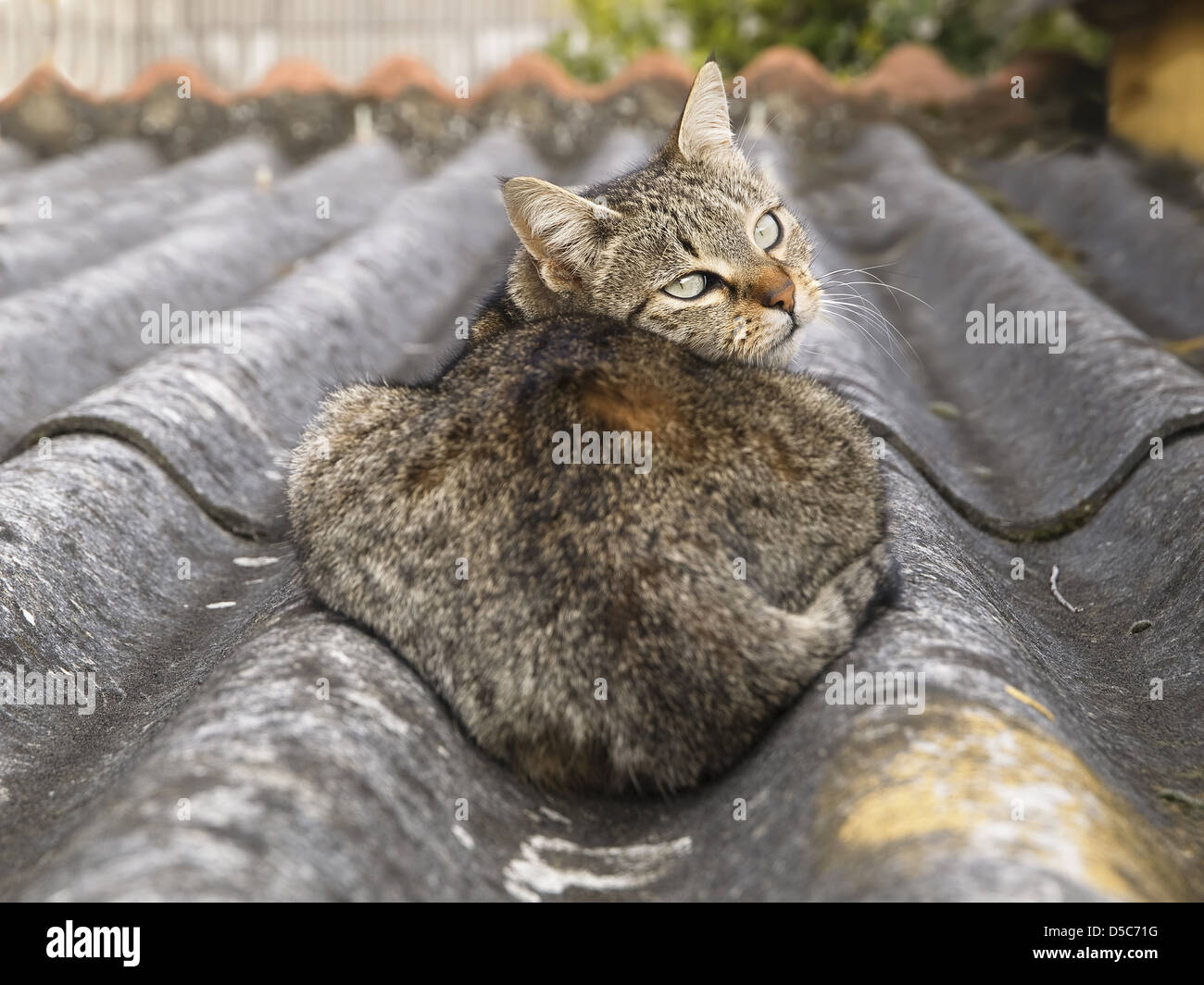 Rückblick auf ein Wellblechdach Katze Stockfoto