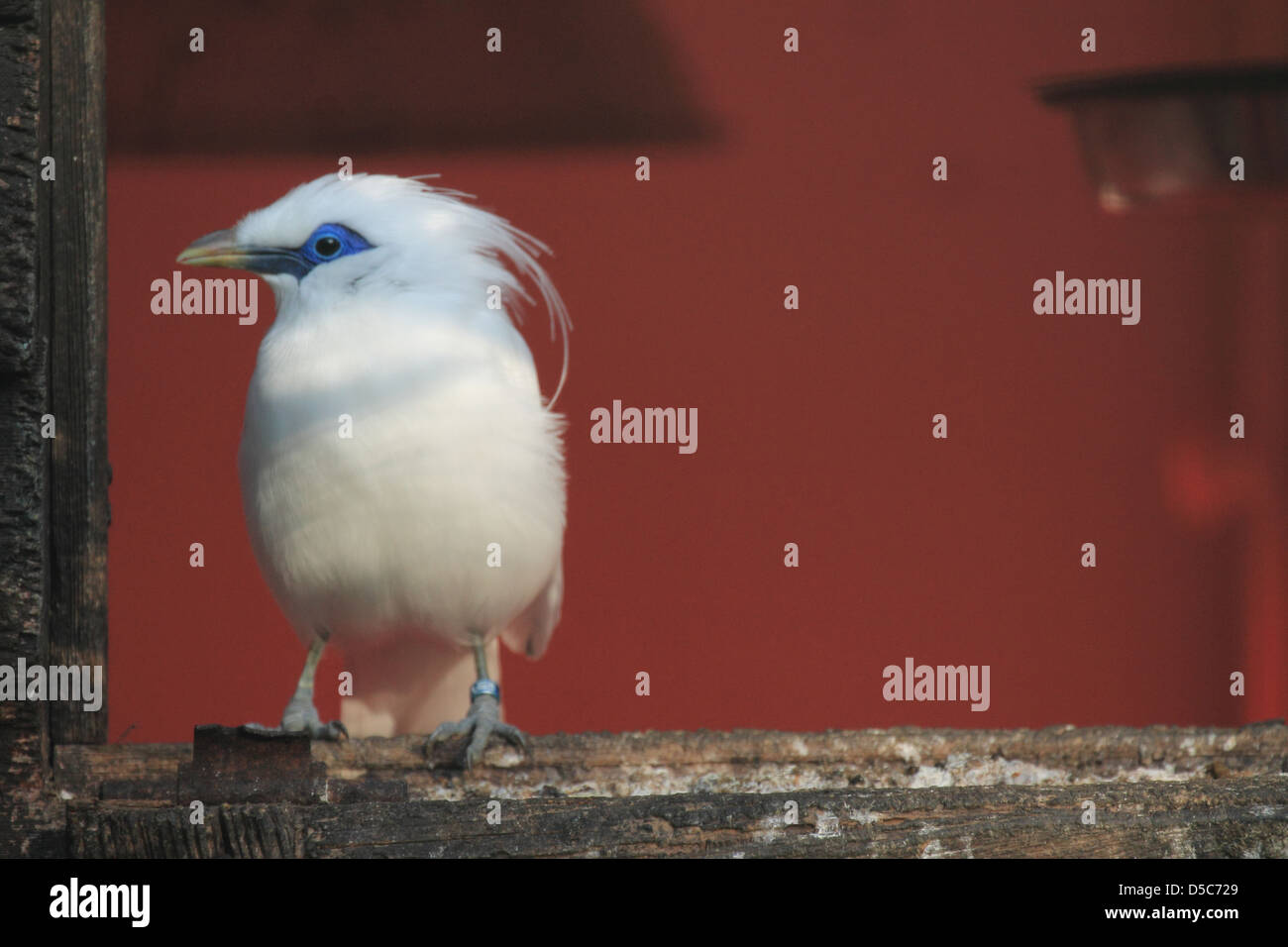 Vogel, Tierwelt Stockfoto