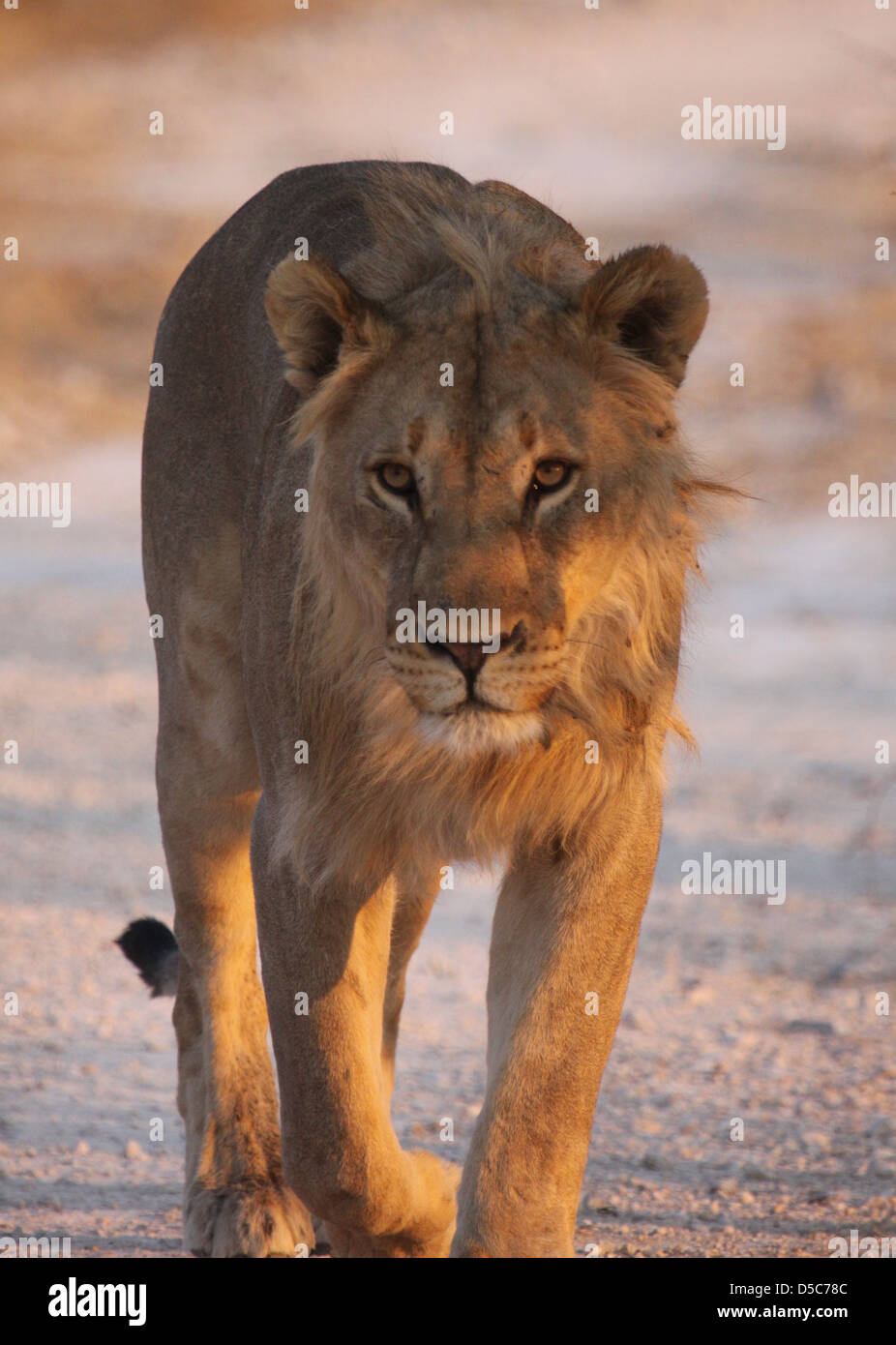 Junge männliche Löwen im Etosha Nationalpark, Namibia, Südafrika Stockfoto