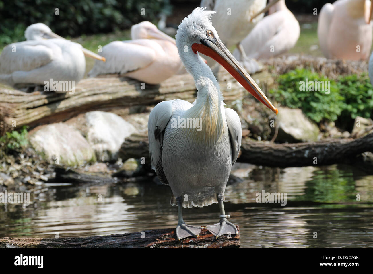 Vogel, Tierwelt Stockfoto