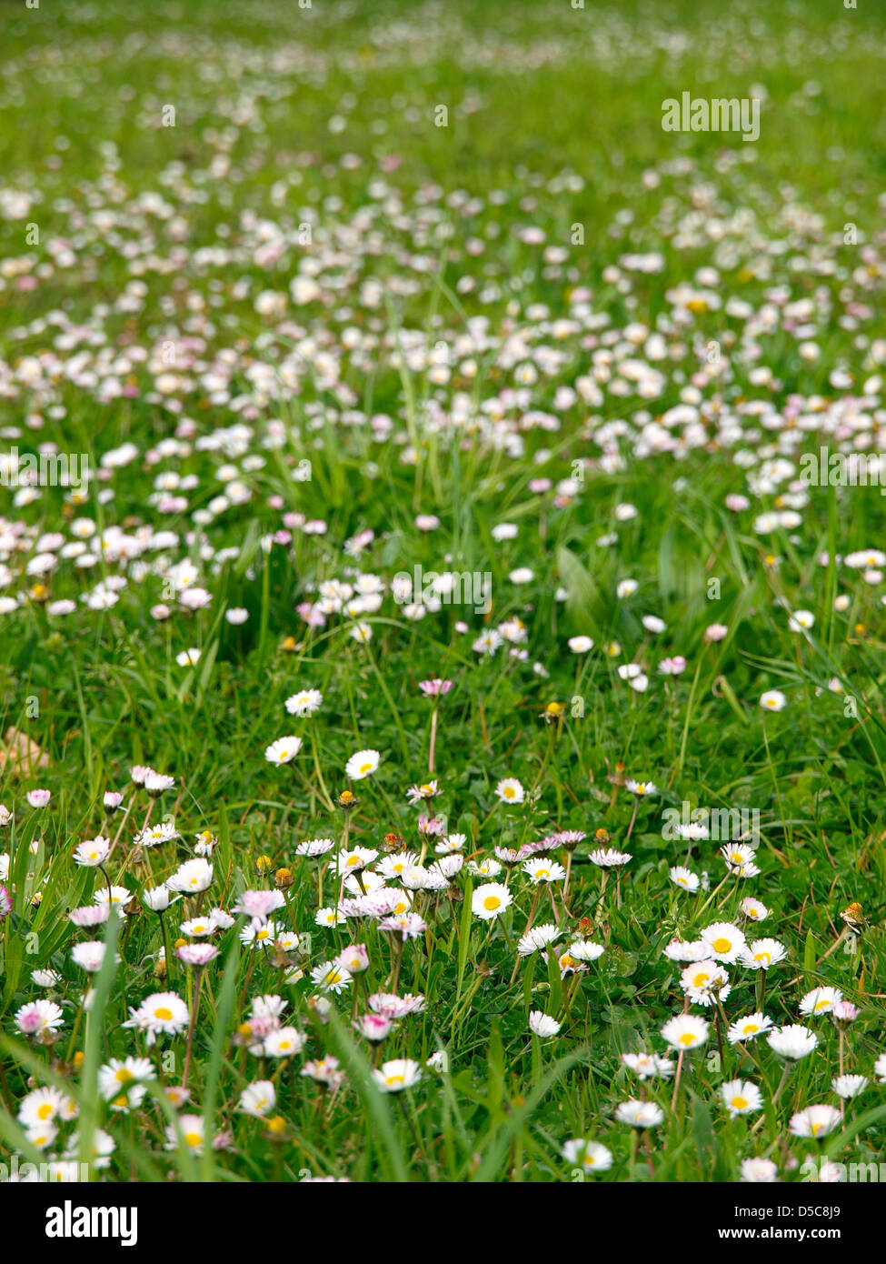 Gänseblümchen und Rasen Hintergrund in der Natur. Eine Schönheit-Hintergrund Stockfoto