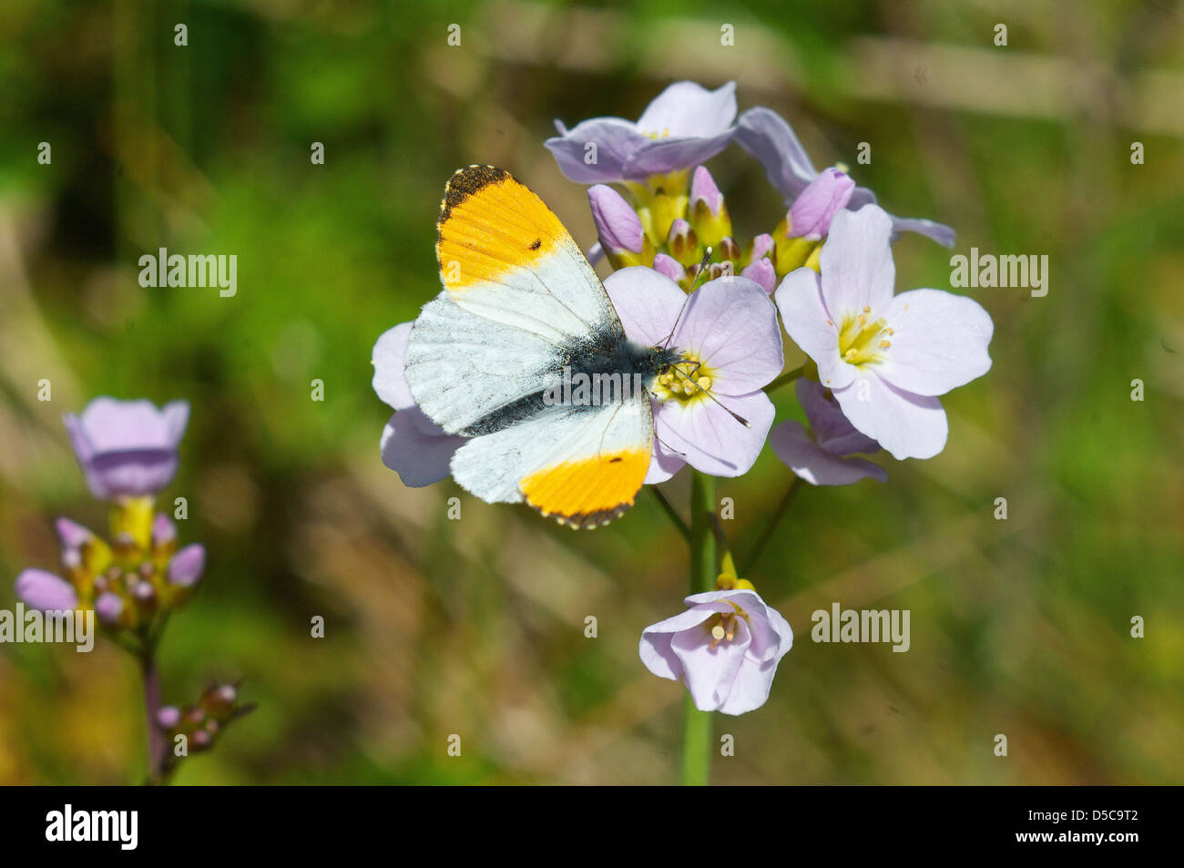 Anthocharis Cardamines (Orange Tipp) Schmetterling auf Cuckoo Flower Stockfoto