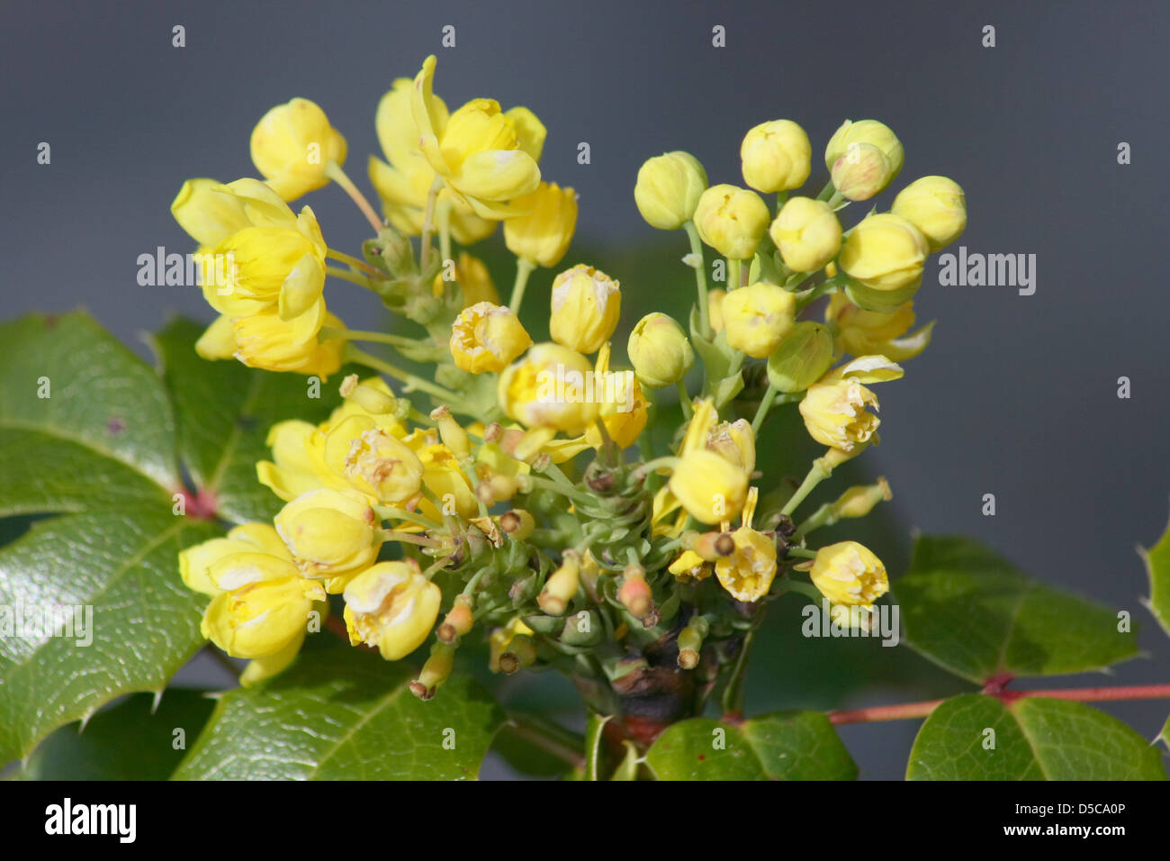 gelb blühende Mahonia Stockfoto