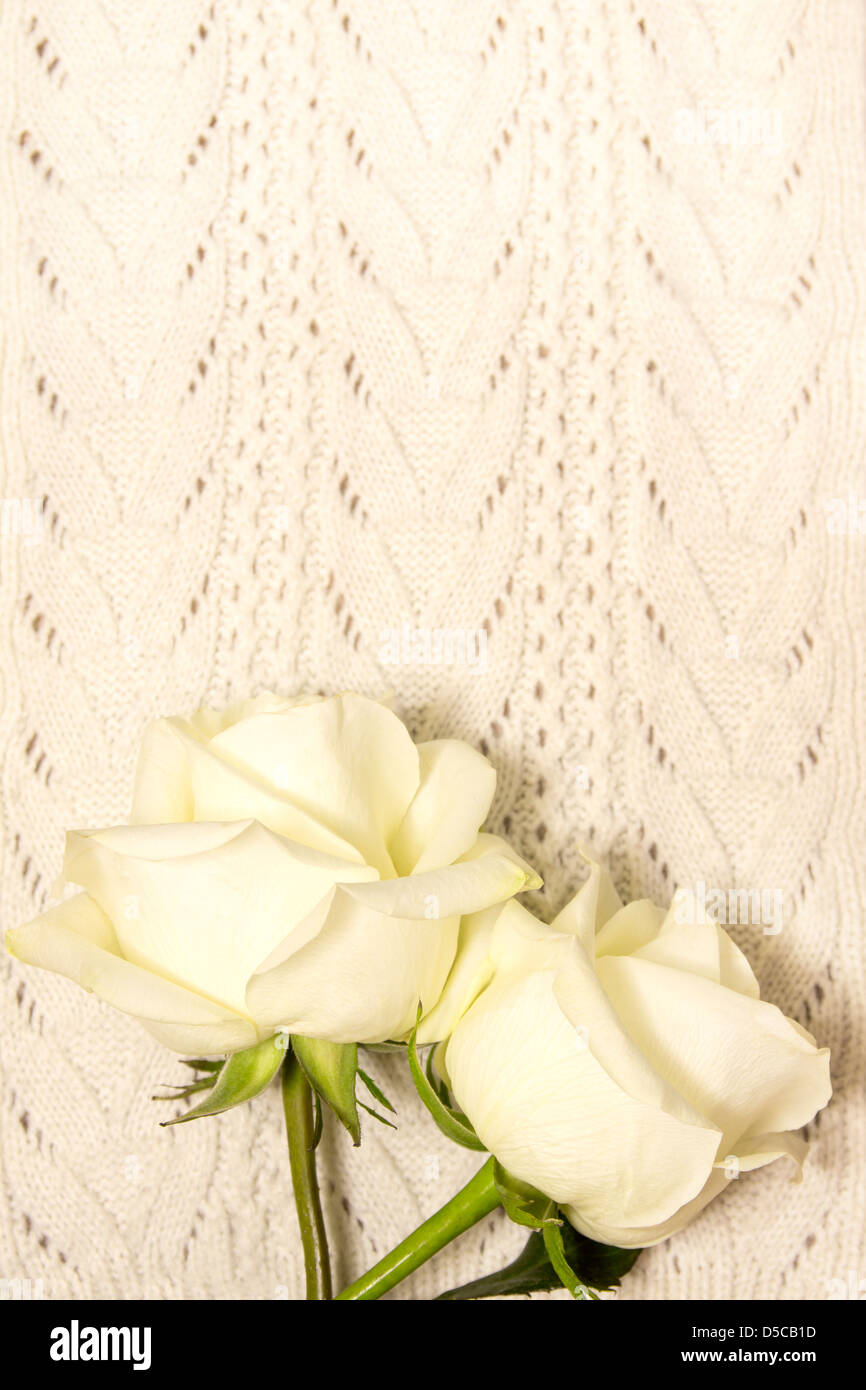 Zwei weiße Rosen über gestrickte Textur. Liebe und Valentinstag Konzept. Stockfoto