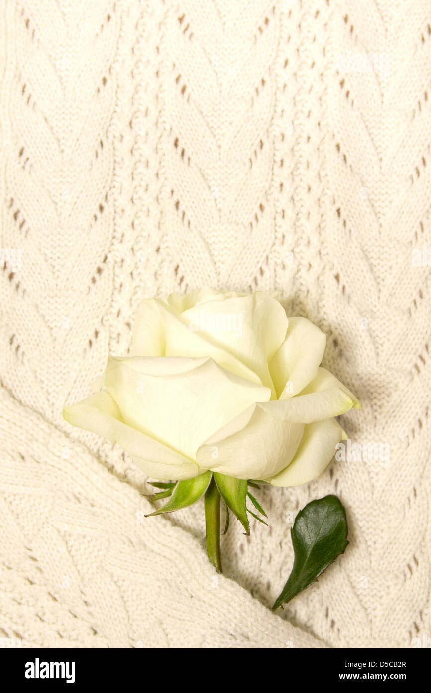 Weiße rose über gestrickte Textur. Liebe und Valentinstag Konzept. Stockfoto