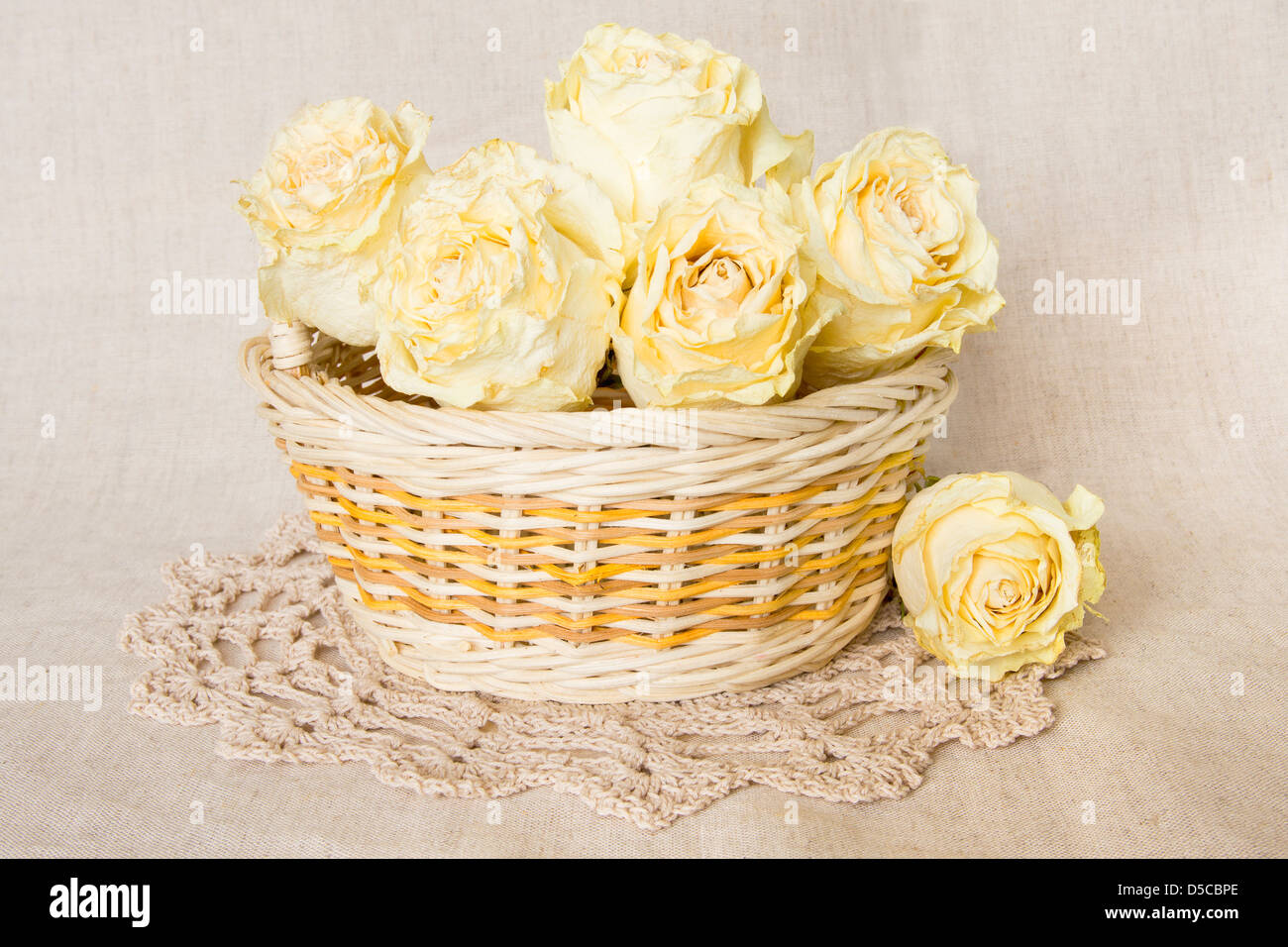 Weiße Rosen im Korb mit gestrickten Deckchen über Leinen Hintergrund getrocknet. Stockfoto