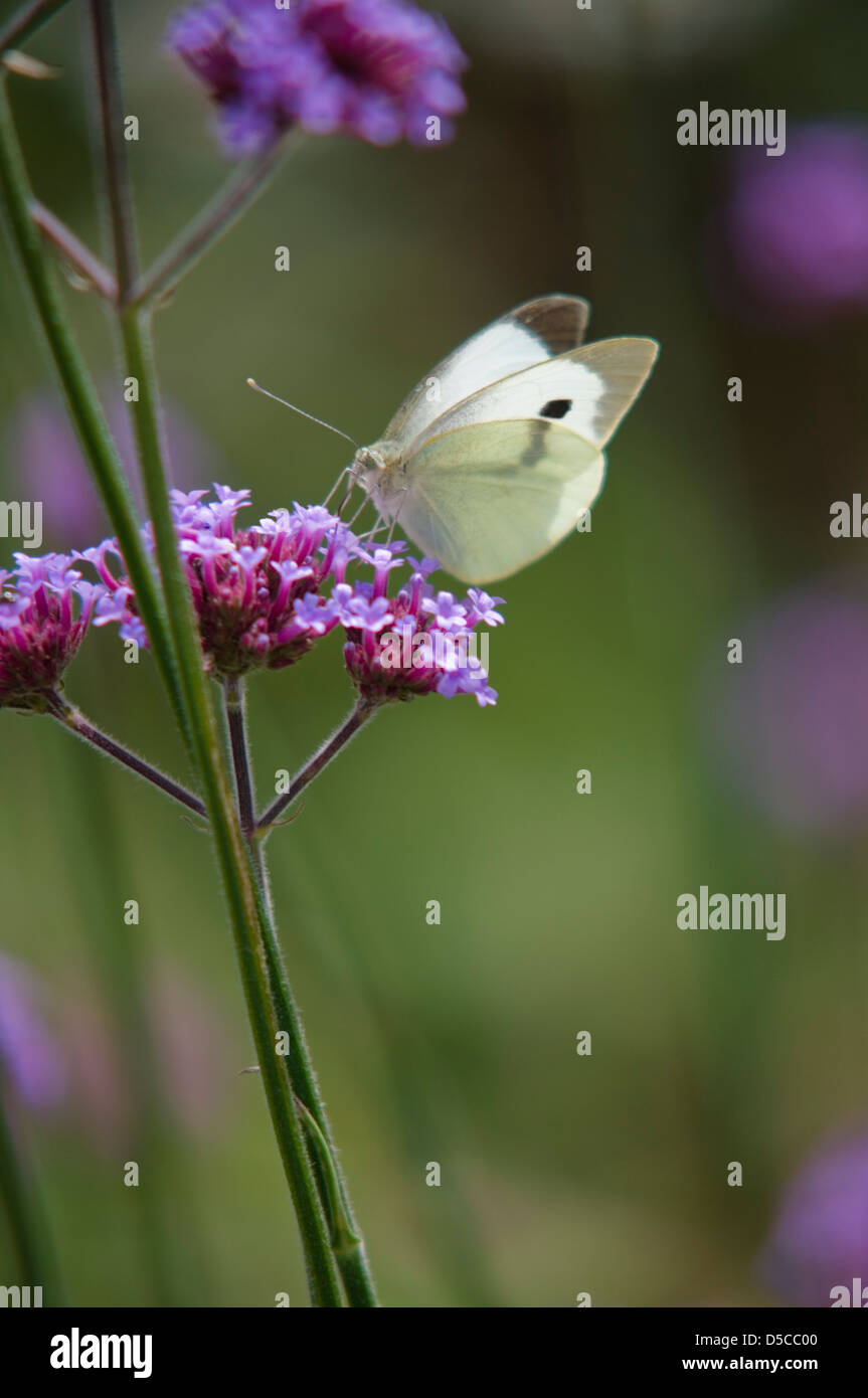 PIERIS BRASSICAE GROßER KOHLWEIßLING FÜTTERUNG AUF VERBENA BONARIENSIS Stockfoto
