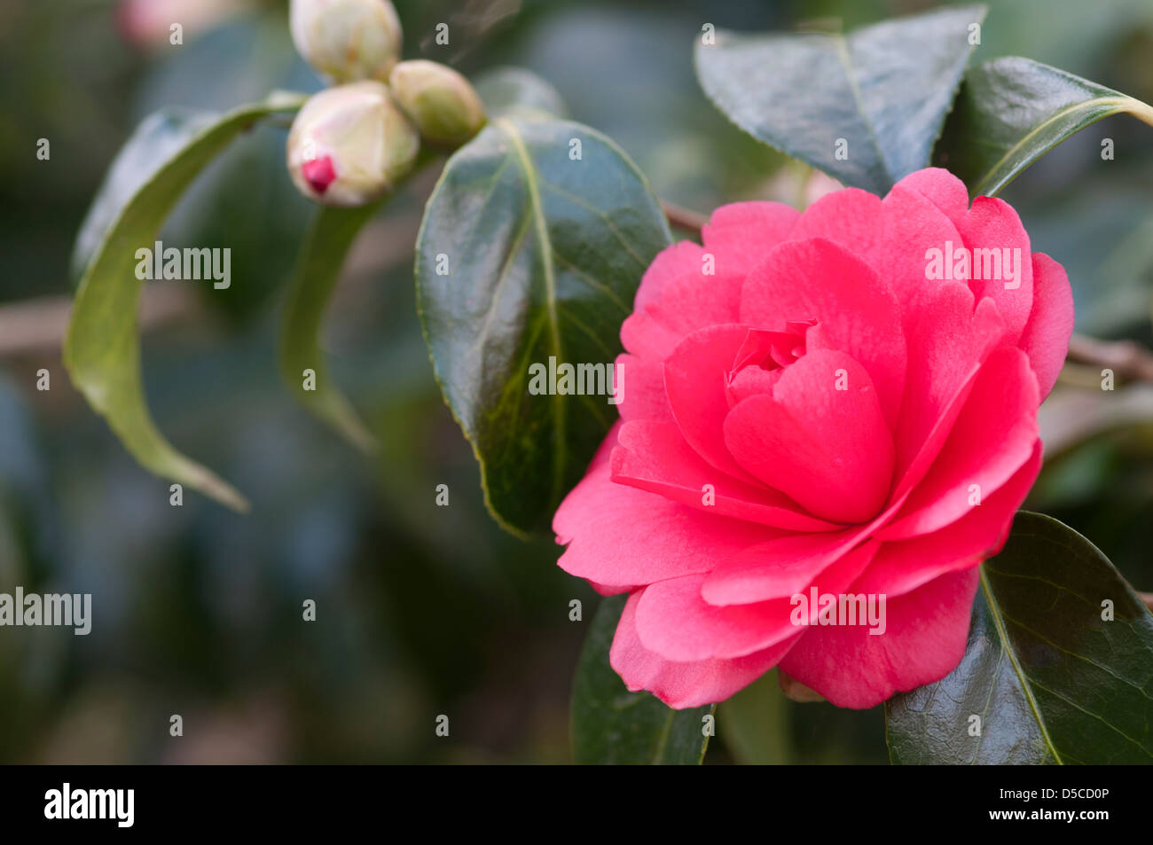 CAMELLIA JAPONICA ANNA M PAGE Stockfoto