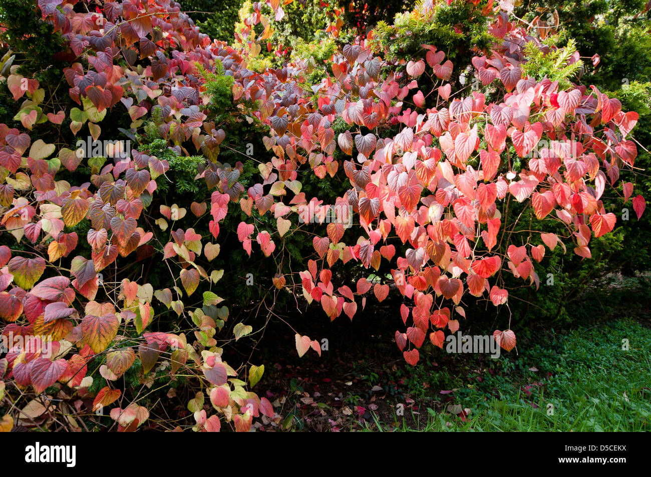 Disanthus cercidifolius Herbstfarbe Stockfoto