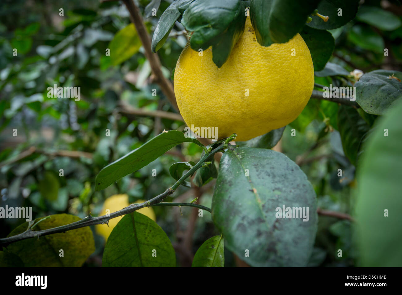 Grapefruit auf Baum wächst Stockfoto